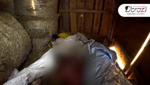 Týranie zvierat. Na statku našli mŕtve kravy aj prasatá