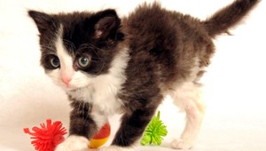 Mačiatko vyhodil vodič z okna idúceho auta, spôsobil nehodu