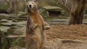 Najslávnejší medvedík Knut zostane v berlínskej zoo