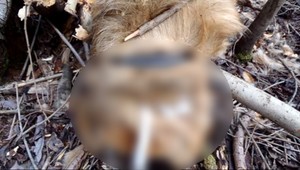 Erik (14) utýral psíka na smrť! Bol mimoriadne krutý