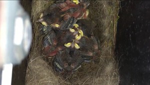 Do poštovej schránky sa nasťahovali nájomníci