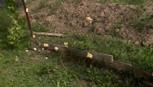 Diviaky si prisvojili dvor, rodina sa bojí vychádzať