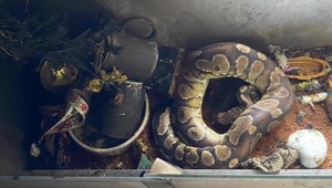 Z horiaceho bytu evakuovali 135 ľudí a veľkého hada v teráriu. Byt horel už po druhýkrát