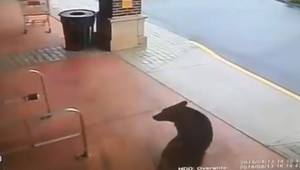 VIDEO: Medveď dostal chuť na alkohol, vtrhol do obchodu