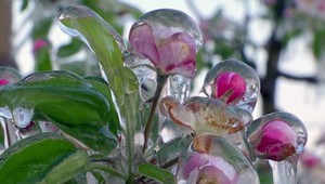 Mráz ohrozuje úrodu. Ovocinári zachraňujú rozkvitnuté stromy