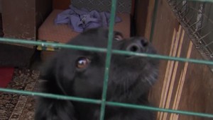 Po mesiacoch v tme majú dvaja chlpáči novú nádej. Na to, aby prežili, museli požierať potkany