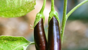 Ukradol baklažán za pár centov. Poplatky za 9 rokov trvajúci súd narástli na tisíce eur