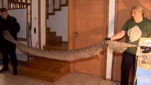 Šesťmetrový pytón ohrozuje miestnych. Hasiči po ňom už niekoľko dní neúspešne pátrajú