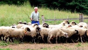 Agresívny bača týral pastiera kvôli dôchodku