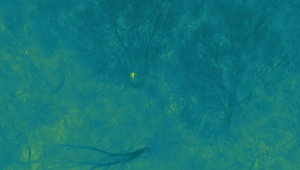 Polícia našla nezvestného seniora vďaka dronu, zasiahli v poslednej chvíli