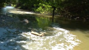 V rieke Nitra plávajú ryby kontaminované ortuťou