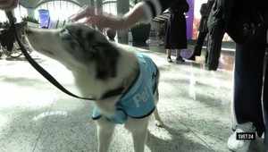 Svet 24 o najnovšom hotelovom a rezidenčnom komplexe v Dubaji, aj o psej terapii