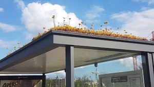 Dar pre včely: Holandsko pokrýva stovky autobusových zastávok rastlinami