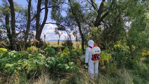 Vo Zvolenskej Slatine varujú pred nebezpečnou rastlinou. Spáli kožu až do krvi