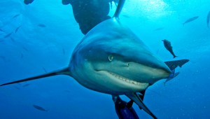 Žralok na obzore. Prvý raz za ostatných 40 rokov sa objevil pri ostrove Malorka