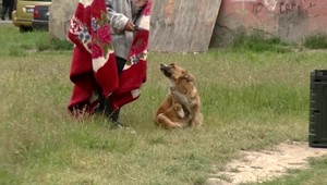 Štvorročné dievčatko pohrýzol agresívny pes väčšieho vzrastu