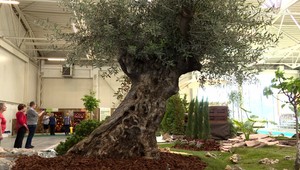 Voňavá výstava plná farieb. Láka aj 400-ročným olivovníkom