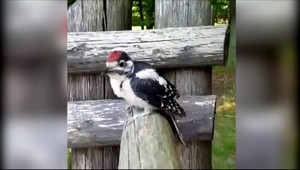 Ďateľ Václav ďobal do policajta a stal sa hviezdou internetu