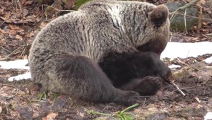 Medvedicu z Nízkych Tatier museli usmrtiť. Predstavovala veľké nebezpečenstvo