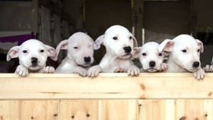 Adoptujzvieratko.sk. Prvá databáza zvierat hľadajúcich domov