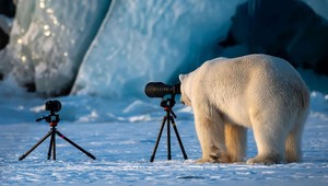 Ukážeme vám najvtipnejšie fotografie zo sveta divých zvierat