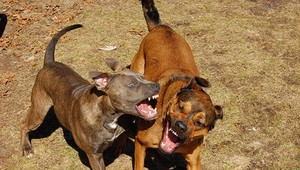 Pes zaútočil kvôli hračke na dieťa