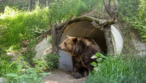 Zomrela ikona bratislavskej ZOO. Felix žil viac ako 30 rokov