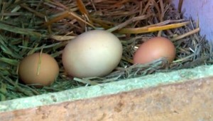 Slovensko má rekordne veľké vajce. Vážilo 185 gramov