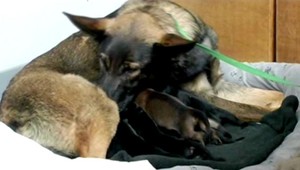 Rodiacu sučku zachránila policajtka. Bola priviazaná o lavičku