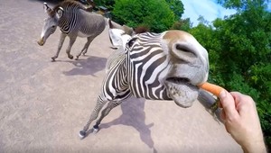 VIDEO: Takéto zábery zo ZOO ste ešte nevideli