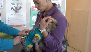 Túlavá svorka napadla malého psa. Majitelia sa k ním oficiálne nepriznávajú