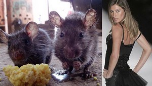 Domov Gisele Bundchen zamorili vypasené potkany!