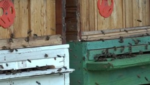 Viac slovenského medu v školách: Včelári vítajú novú iniciatívu