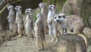 Kŕmenie langošmi v Bojnickej zoo: Zvieratá umierajú kvôli návštevníkom