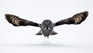 Na muža zaútočila sova, skončil s rozbitou hlavou