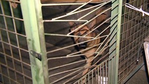 V Seredi útočil vlčiak, žene zdevastoval ruky