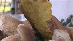 VIDEO: Dubák väčší ako futbalová lopta. Jeho váha vás zarazí