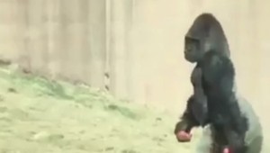 VIDEO: Najčistotnejšia gorila, akú poznáte. Louis chodí vzpriamene, aby sa nezašpinil