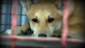 Zvieratá požierali kostry iných zvierat. Zachránila ich karanténna stanica