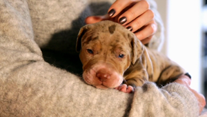 V Liptovskom Mikuláši budú mať psy záchody