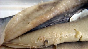 Máte radi zavináče, treščiu pečeň či suši? Môžu byť napadnuté sleďovým červom!