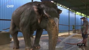 Svet 24 o vakcíne pre slony, ako aj o prvej virtuálnej herečke