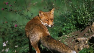 Začalo sa očkovanie líšok proti besnote. Návnady vyhadzujú z lietadla
