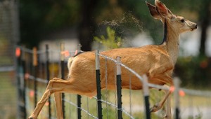 Odborník radí, ako sa vyhnúť zrážke so zverou. Toto sú úseky, na ktorých si treba dať pozor
