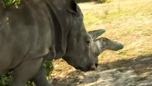 VIDEO: Bratislavská zoo má nový prírastok, na ktorý museli použiť žeriav. Toto je nosorožec Tootsie