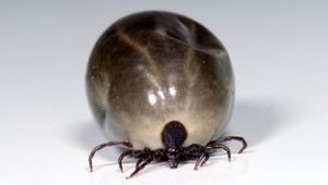 Kliešte a deti! Hlavnú úlohu zohráva čas