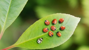 Invázia ázijských lienok na Slovensku, útočia aj na ľudí
