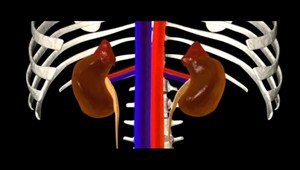 Nefrológ  varuje: 12 vecí, ktoré môžu poškodiť vaše obličky