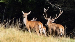 Osudná ruja. Obrovský jeleň skončil pod kolesami dodávky