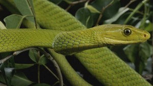 Zničená a unavená, no v rukách odborníkov. Smrteľne jedovatú mambu už našli